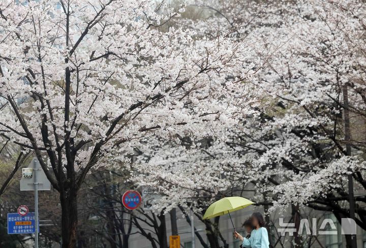 [부산=뉴시스] 하경민 기자 = 봄비가 내린 27일 부산 연제구의 한 거리에서 우산을 쓴 시민들이 활짝 핀 벚꽃나무 아래를 지나가고 있다. 2025.03.27. yulnetphoto@newsis.com