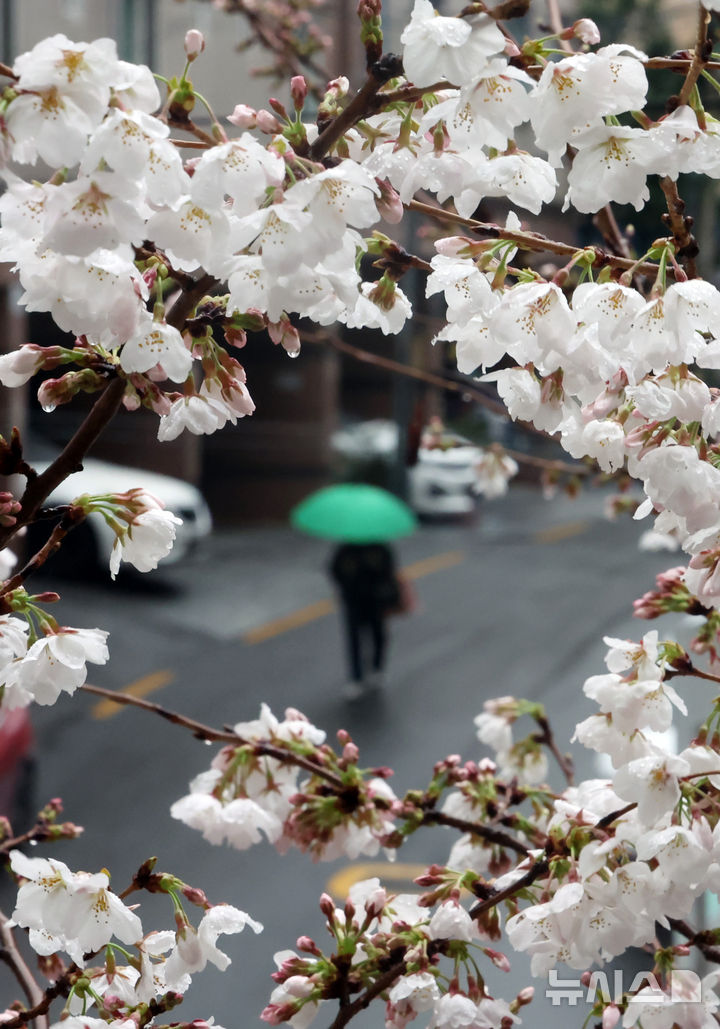 [부산=뉴시스] 하경민 기자 = 봄비가 내린 27일 부산 연제구의 한 거리에서 우산을 쓴 시민들이 활짝 핀 벚꽃나무 아래를 지나가고 있다. 2025.03.27. yulnetphoto@newsis.com