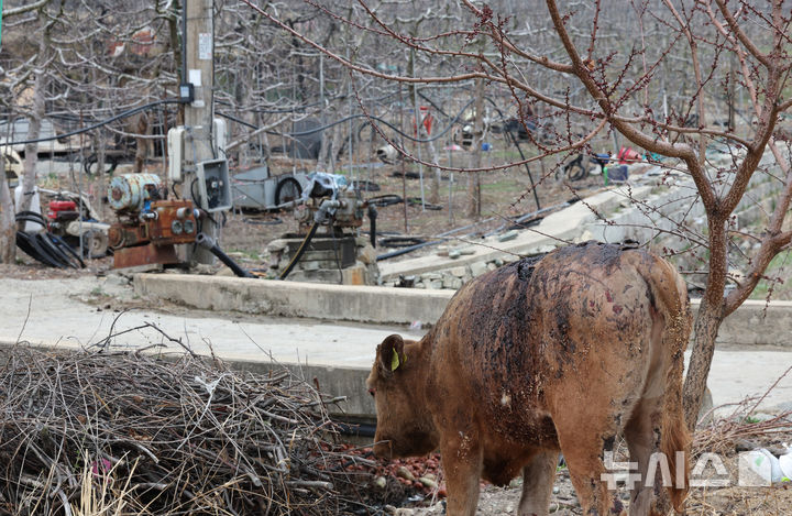 [의성=뉴시스] 김금보 기자 = 27일 경북 의성군 점곡면 동변1리의 한 산불 피해축사 인근에서 화상을 입은 송아지가 서성이고 있다. 2025.03.27. kgb@newsis.com
