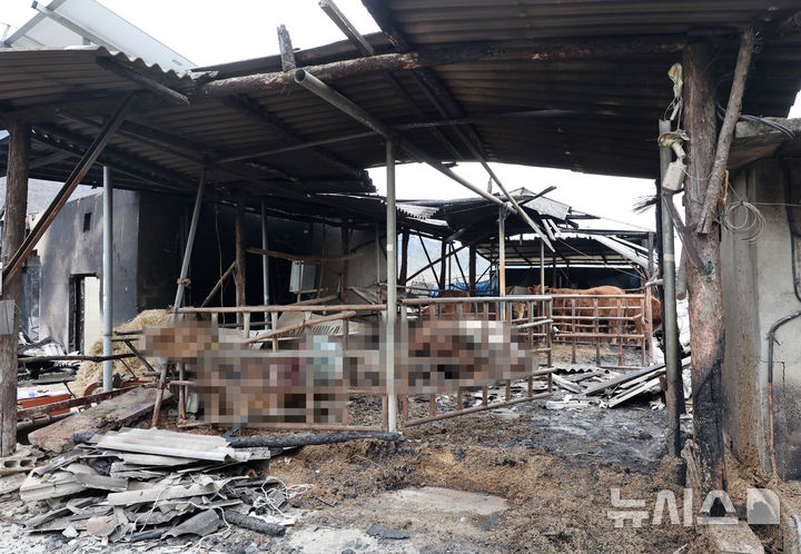 [의성=뉴시스] 김금보 기자 = 27일 경북 의성군 점곡면 동변1리의 한 산불 피해축사에 불에 탄 소 사체가 나뒹굴고 있다. 2025.03.27. kgb@newsis.com