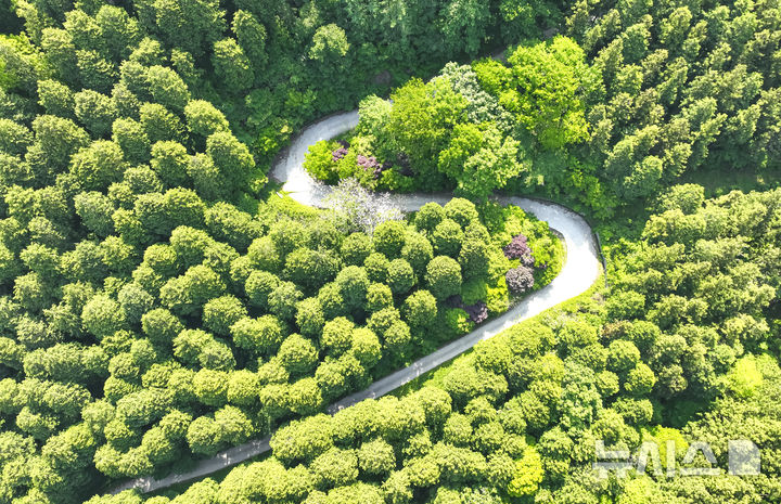 하늘에서 바라본 전남 장성군 축령산 편백숲과 산책로. (사진=장성군 제공) photo@newsis.com *재판매 및 DB 금지