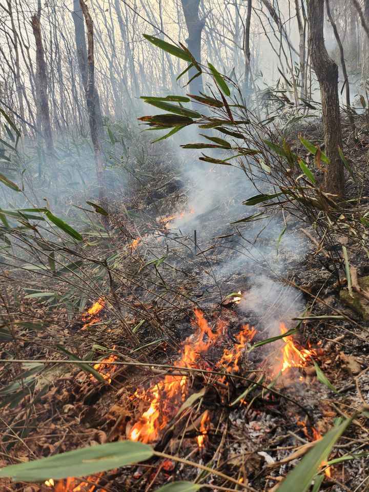 [산청=뉴시스] 서희원 기자= 28일 오전 9시30분깨 경남 산청군 시천면 덕산사 해우소 뒷쪽에 임도에서 20m지점에 산죽이 불타고 있다. 2025. 03. 28. shw1881@newsis.com *재판매 및 DB 금지