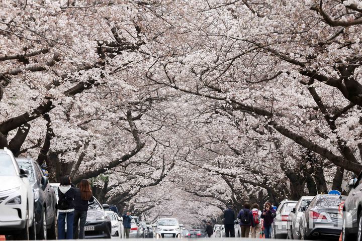 [부산=뉴시스] 하경민 기자 = 28일 부산 수영구 남천동의 한 아파트 단지 내 벚꽃 군락지에서 활짝 핀 벚꽃이 터널을 이루며 장관을 연출하고 있다. 2025.03.28. yulnetphoto@newsis.com