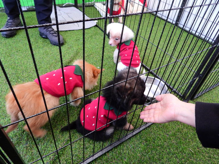 [논산=뉴시스]논산딸기축제장의 유기견 부스. 2025. 03. 29 photo@newsis.com *재판매 및 DB 금지