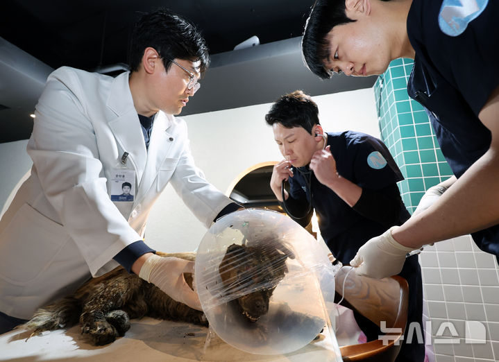 [안동=뉴시스] 김금보 기자 = 사진은 지난 3월 29일 경북 안동시 한 커뮤니티공간에 마련된 동물 긴급 진료소에서 의료진이 산불에 화상을 입은 강아지를 치료하고 있는 모습. 2025.03.29. kgb@newsis.com