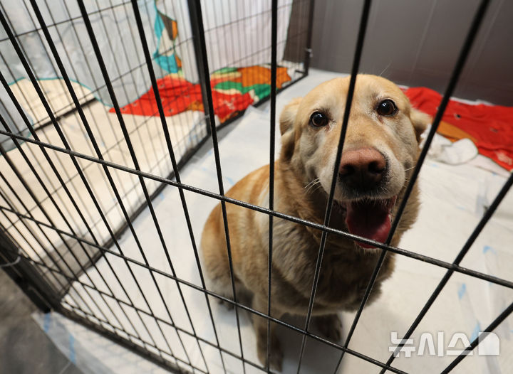 "구조라더니 10년 철창행?" 후원금으로 지탱된 美 '개 창고'의 민낯