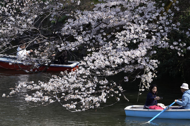 [도쿄=AP/뉴시스] 일본 도쿄 치도리가후치 황궁에서 시민들이 보트를 타며 벚꽃을 구경하고 있다. 2026.03.27.