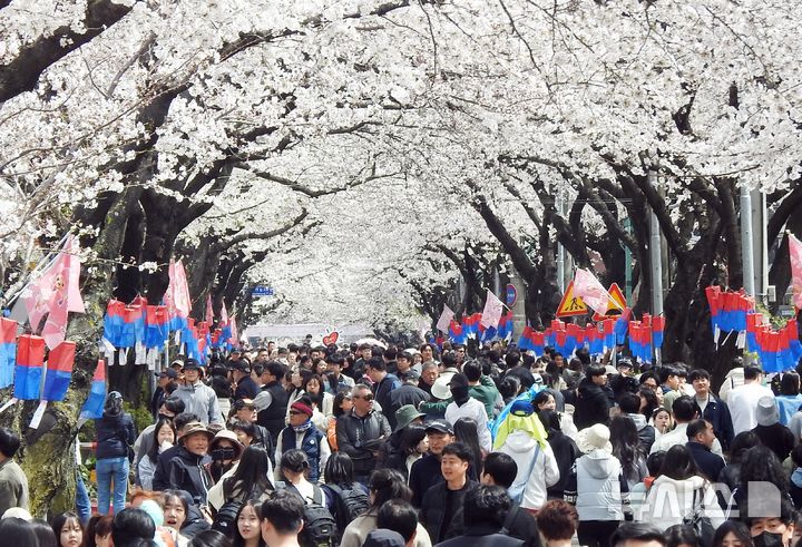 [제주=뉴시스] 오영재 기자 = 30일 오후 제주시 삼도1동 전농로 일대에서 열린 제18회 전농로왕벚꽃축제에 상춘객들의 발길이 이어지고 있다. 2025.03.30. oyj4343@newsis.com 