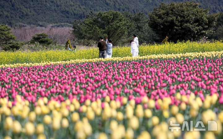 [서귀포=뉴시스] 우장호 기자 = 제주 서귀포시 표선면 보롬왓 농장에서 관람객들이 활짝 핀 튤립을 배경으로 사진을 촬영하며 즐거운 시간을 보내고 있다. 2025.03.30. woo1223@newsis.com
