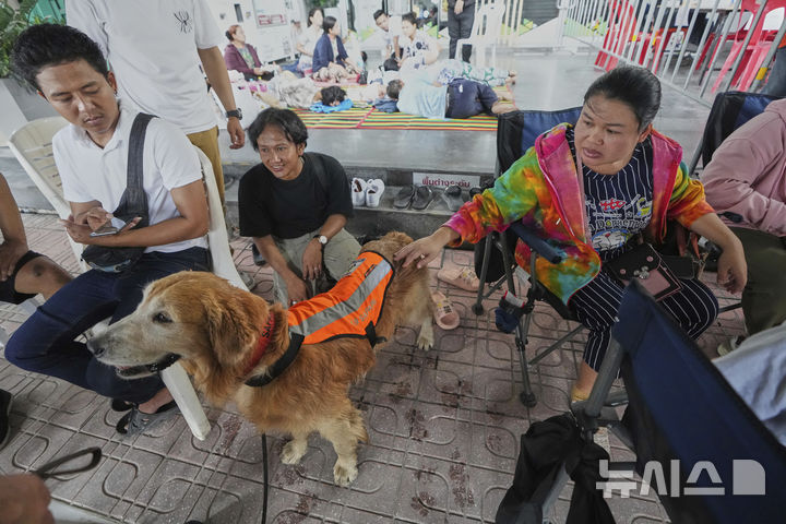 [방콕=AP/뉴시스] 지난달 31일(현지 시간) 태국 방콕에서 건설 중인 고층 빌딩이 지진으로 붕괴한 후, '사파리'라는 이름의 구조견이 실종자 가족들을 위로하듯 함께하고 있다. 지난달 28일 미얀마 만달레이에서 발생한 규모 7.7 지진으로 태국에서 지금까지 최소 18명이 숨진 것으로 알려졌다. 2025.04.01.