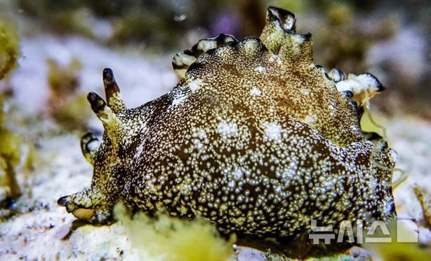 [서울=뉴시스] 4월 해양생물. 