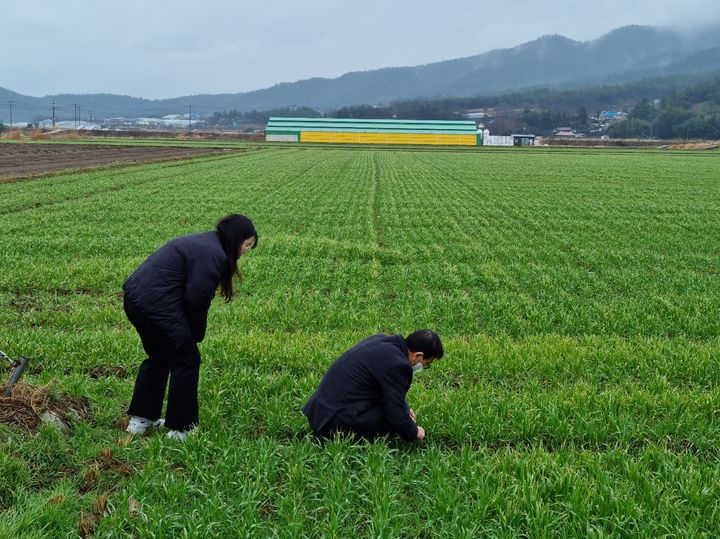 농촌진흥청은 봄비가 잦은 시기가 오기 전에 맥류에 대한 방제를 제때 시행해달라고 31일 당부했다. 사진은 현장을 예찰하는 모습. (사진 = 농진청 제공) 2025.03.31. *재판매 및 DB 금지