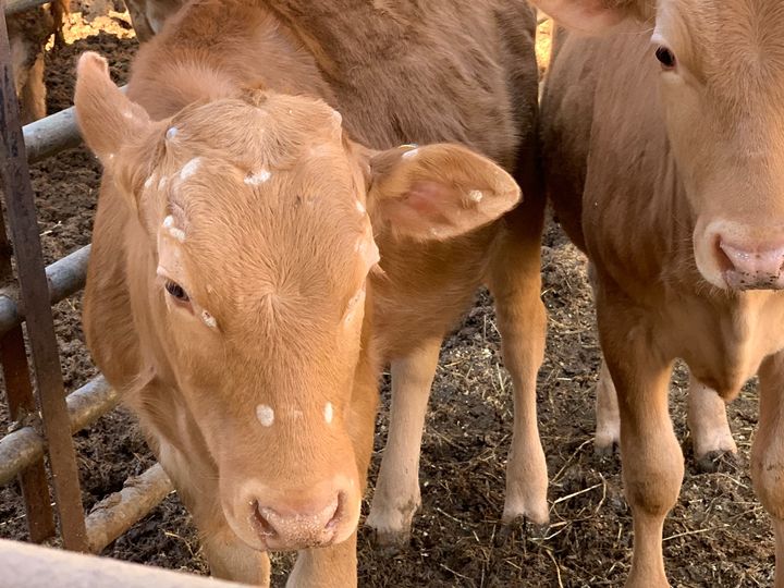 [세종=뉴시스] 농촌진흥청은 수산 생물로부터 소 버짐병(피부사상균증) 치료에 효과적인 '항곰팡이' 물질을 발굴했다고 31일 밝혔다. 사진은 소 버짐병이 머리에 발생한 소 모습. (사진=농진청 제공) 2025.03.31. photo@newsis.com *재판매 및 DB 금지