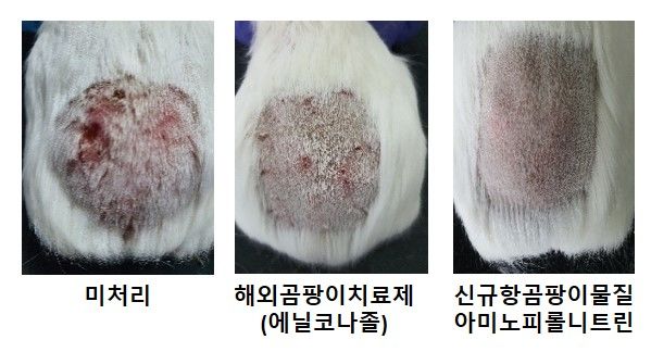 [세종=뉴시스] 농촌진흥청은 수산 생물로부터 소 버짐병(피부사상균증) 치료에 효과적인 '항곰팡이' 물질을 발굴했다고 31일 밝혔다. 사진은 곤쟁이 유래 미생물에서 발굴한 항곰팡이 천연 소재 '아미노피롤니트린'을 기니피그에 도포해 임상실험을 진행한 결과. (사진=농진청 제공) 2025.03.31. photo@newsis.com *재판매 및 DB 금지