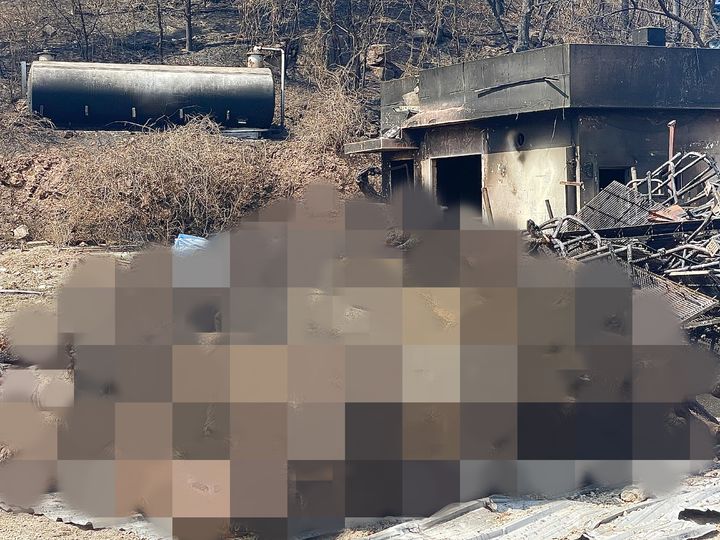 [안동=뉴시스] 정재익 기자 = 31일 경북 안동시 일직면 국곡리 한 돈사에 돼지 사체들이 쌓여 있다. 2025.03.31. jjikk@newsis.com *재판매 및 DB 금지