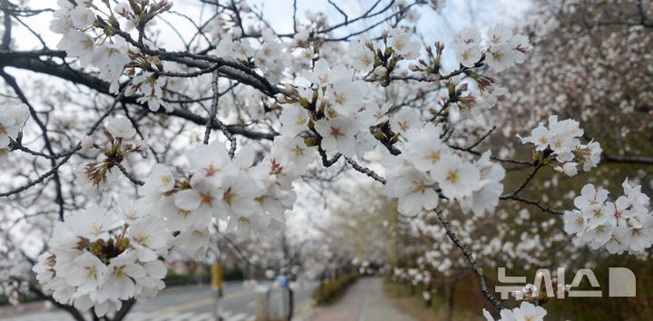 [전주=뉴시스] 김얼 기자 = 완연한 봄 날씨가 이어지고 있는 31일 전북 전주시 조경단로에 벚꽃이 꽃망울을 터트리며 개화하고 있다. 2025.03.31. pmkeul@newsis.com