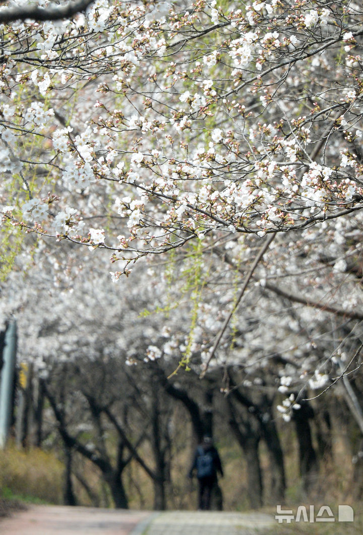 [전주=뉴시스] 김얼 기자 = 완연한 봄 날씨가 이어지고 있는 31일 전북 전주시 조경단로에 벚꽃이 꽃망울을 터트리며 개화하고 있다. 2025.03.31. pmkeul@newsis.com