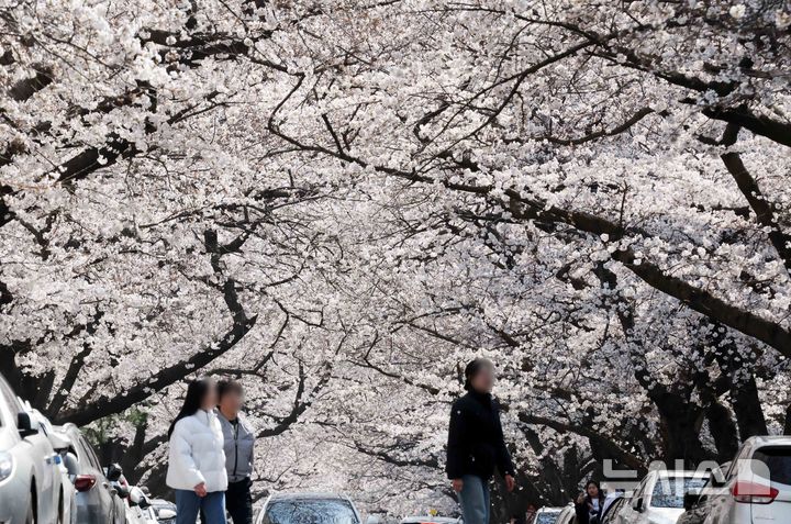 [부산=뉴시스] 하경민 기자 = 31일 부산 수영구의 한 아파트 단지 내 벚꽃군락지에서 활짝 핀 벚꽃이 터널을 이루며 장관을 연출하고 있다. 2025.03.31. yulnetphoto@newsis.com