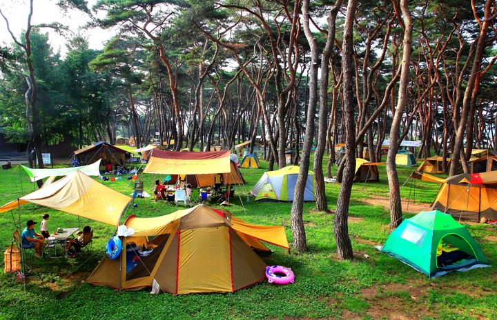 영동군 송호관광지(사진=영동군 제공) *재판매 및 DB 금지