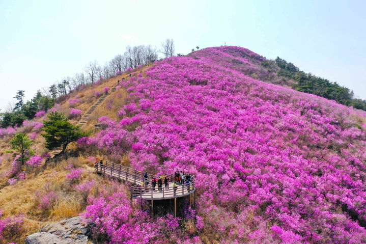 [밀양=뉴시스] 종남산 진달래. (사진=밀양시 제공) 2025.04.01. photo@newsis.com *재판매 및 DB 금지