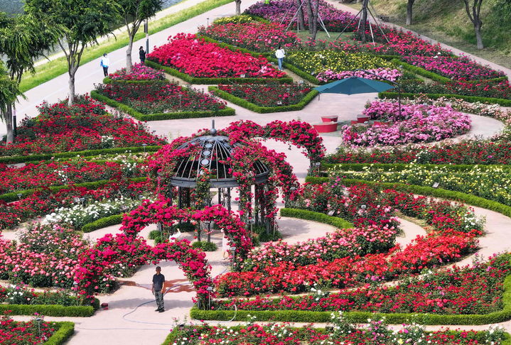 [밀양=뉴시스] 밀양 삼문동 장미공원. (사진=밀양시 제공) 2025.04.01. photo@newsis.com *재판매 및 DB 금지