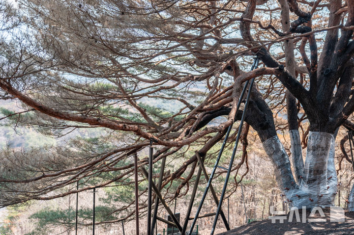 [영양=뉴시스] 김정화 기자 = 1일 경북 영양군 석보면 답곡리 마을 뒷산에 자리 잡은 '만지송(萬枝松)'이 산불로 밑동과 가지 등이 피해를 입었다. 2025.04.01. jungk@newsis.com 