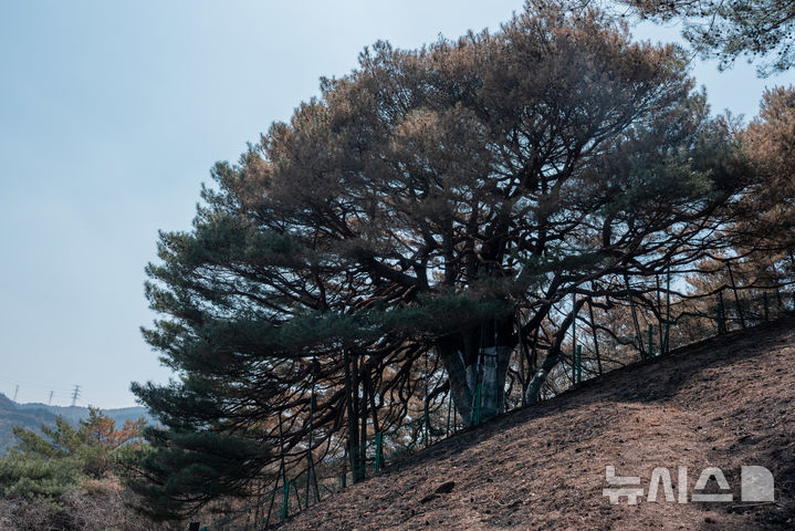 [영양=뉴시스] 김정화 기자 = 1일 경북 영양군 석보면 답곡리 마을 뒷산에 자리 잡은 '만지송(萬枝松)'이 산불로 밑동과 가지 등이 피해를 입었다. 2025.04.01. jungk@newsis.com 
