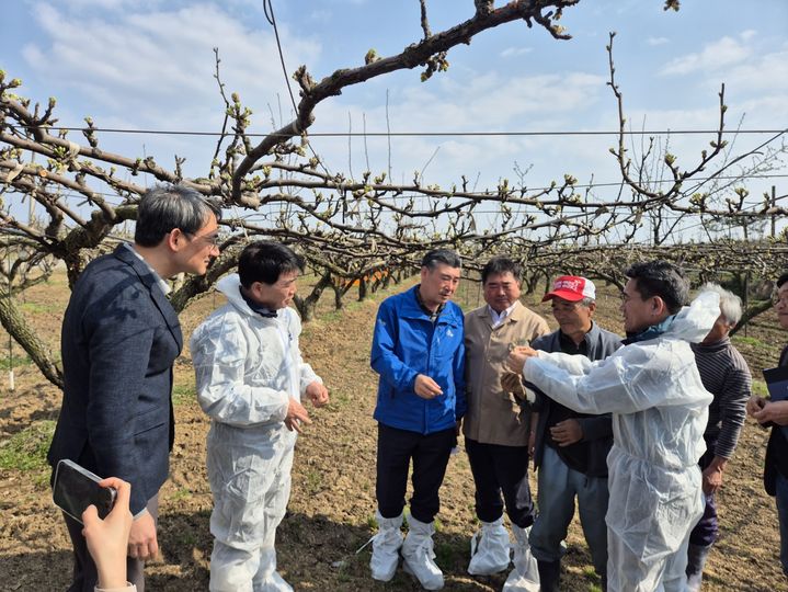 [나주=뉴시스] 최명수 도의원(왼쪽 세 번째)과 나주시농업기술센터 직원들이 1일 오후 개화기 저온피해(냉해)를 입은 나주배 과원을 찾아 피해 현황을 살펴보고 있다. 2025.04.01. lcw@newsis.com *재판매 및 DB 금지