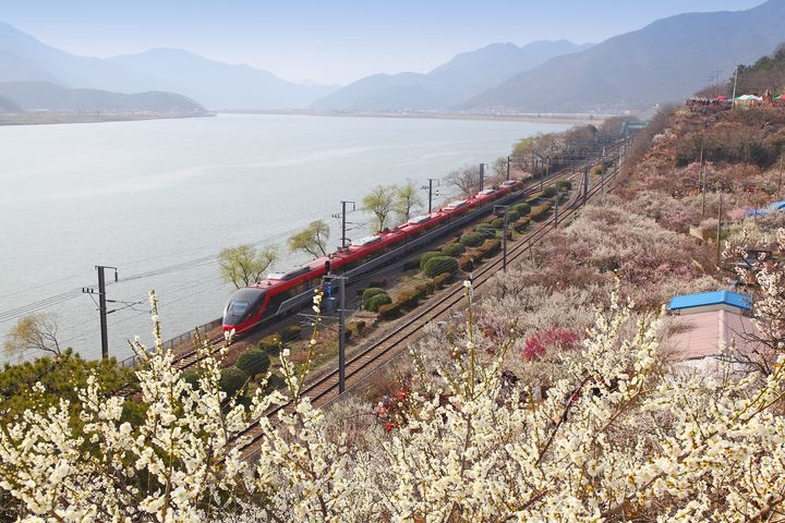 [양산=뉴시스] 1박2일 촬영지인 원동면 순매원 일원. (사진=양산시 제공) 2025.04.01. photo@newsis.com *재판매 및 DB 금지