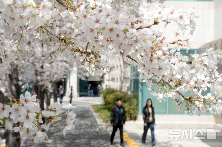 [울산=뉴시스] 배병수 기자 = 완연한 봄날씨를 보인 1일 오후 울산시청에 벚꽃이 활짝 펴 있다. 2025.04.01.bbs@newsis.com.