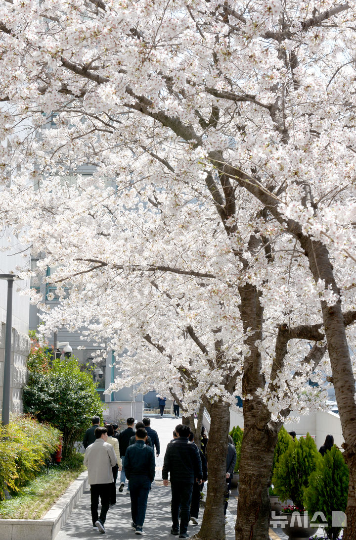 [울산=뉴시스] 배병수 기자 = 완연한 봄날씨를 보인 1일 오후 울산시청에 벚꽃이 활짝 펴 있다. 2025.04.01.bbs@newsis.com.