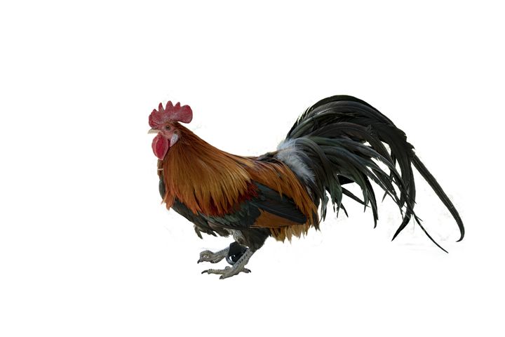 [세종=뉴시스] 긴꼬리닭 수컷 측면. (사진=농촌진흥청 제공) *재판매 및 DB 금지