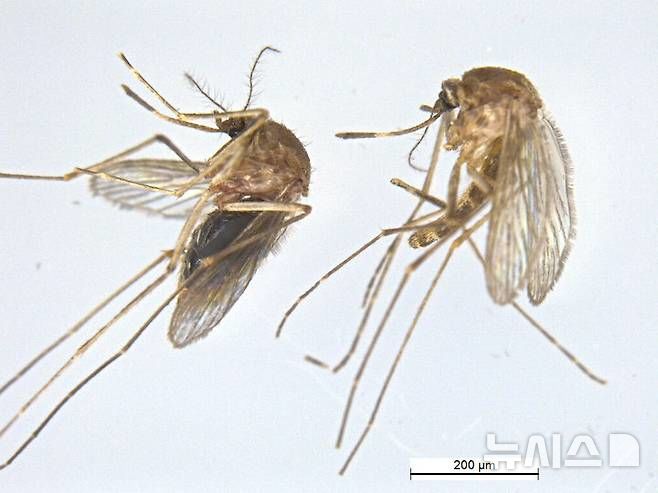 [시흥=뉴시스] 일본뇌염 매개모기인 '작은빨간집모기' (사진=뉴시스 DB). photo@newsis.com *재판매 및 DB 금지