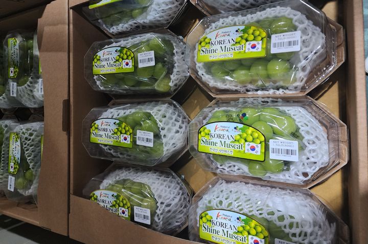 선적 앞둔 영동 포도. (사진=충북도 제공) *재판매 및 DB 금지