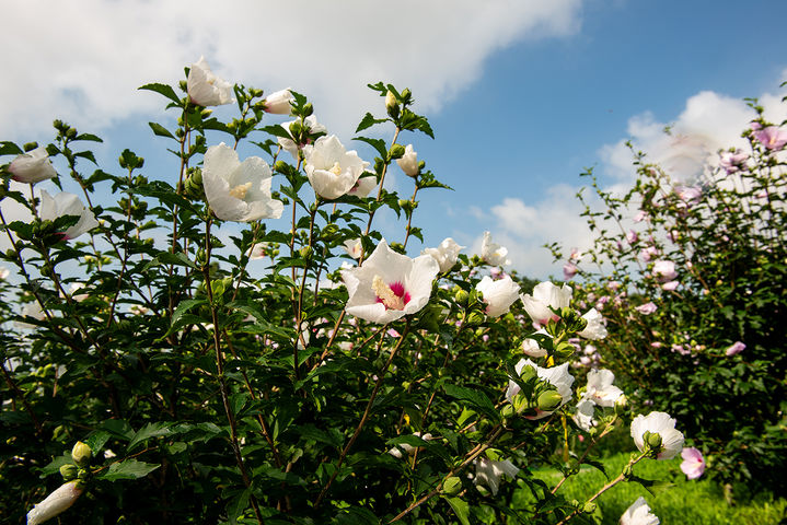 [대전=뉴시스] 나라꽃 무궁화(한양). (사진=산림청 제공) 2025.04.02. photo@newsis.com *재판매 및 DB 금지