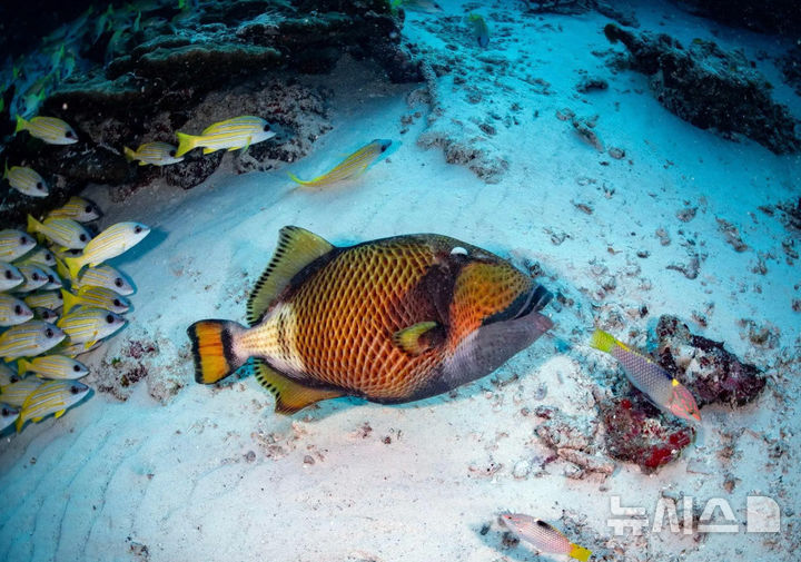[서울=뉴시스] 지진 발생 당시 물고기들이 피난하는 모습. (사진=톤 탐롱나와사왓 페이스북) 