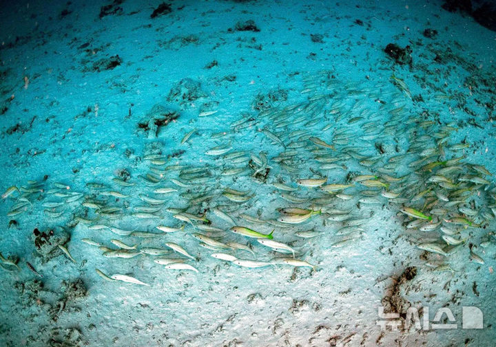 [서울=뉴시스] 지진 발생 당시 물고기들이 피난하는 모습. (사진=톤 탐롱나와사왓 페이스북) 