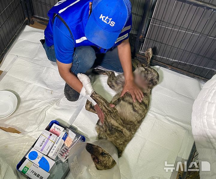 [안동=뉴시스] 정재익 기자 = 2일 경북 안동시 동부동 한 건물에 차려진 반려견 무료 진료소에서 동물권단체 관계자가 화상 입은 강아지의 상태를 확인하고 있다.동물권단체 연대체 '루시의 친구들'은 의성에서 발생한 산불로 피해를 입은 반려견의 응급처치를 위해 안동에 베이스캠프를 차리고 진료를 이어가고 있다. 2025.04.02. jjikk@newsis.com 