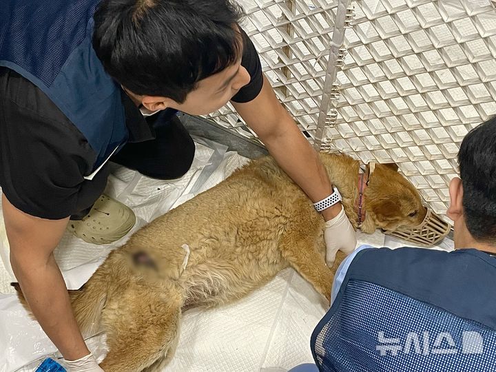 [안동=뉴시스] 정재익 기자 = 2일 경북 안동시 동부동 한 건물에 차려진 반려견 무료 진료소에서 동물권단체 관계자가 화상 입은 강아지의 상태를 확인하고 있다.동물권단체 연대체 '루시의 친구들'은 의성에서 발생한 산불로 피해를 입은 반려견의 응급처치를 위해 안동에 베이스캠프를 차리고 진료를 이어가고 있다. 2025.04.02. jjikk@newsis.com 