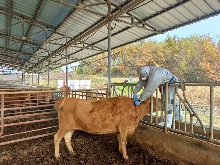 [안동=뉴시스] 소 럼피스킨 백신 일제 접종. (사진=경북도 제공) 2025.04.02. photo@newsis.com *재판매 및 DB 금지