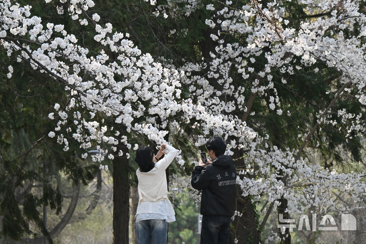 [광주=뉴시스] 박기웅 기자 = 2일 오후 광주 북구 용봉동 전남대학교 캠퍼스에서 학생들이 활짝 핀 벚꽃을 배경으로 사진을 찍고 있다. 2025.04.02. pboxer@newsis.com