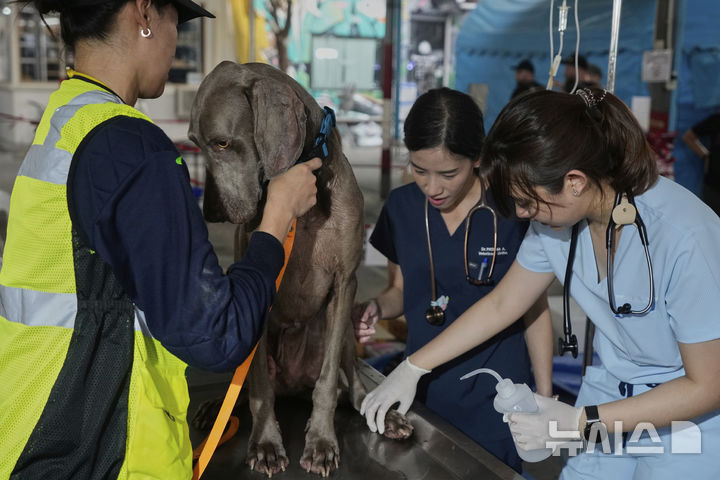 [방콕=AP/뉴시스] 2일(현지 시간) 태국 방콕에서 지진으로 붕괴한 고층 건물 건설 현장 인근에서 의료진이 구조활동을 마친 구조견의 상태를 살펴보고 있다. 2025.04.03.