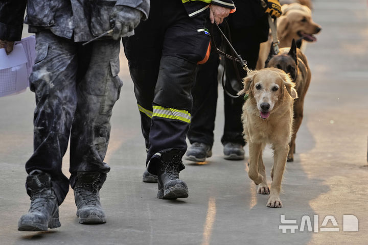 [방콕=AP/뉴시스] 2일(현지 시간) 태국 방콕에서 지진으로 붕괴한 고층 건물 건설 현장 인근에서 구조활동을 마친 구조견이 이동하고 있다. 2025.04.03.