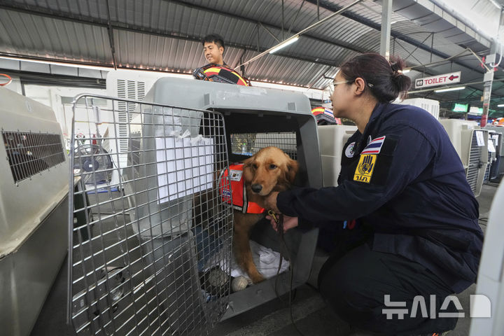 [방콕=AP/뉴시스] 2일(현지 시간) 태국 방콕에서 지진으로 붕괴한 고층 건물 건설 현장 인근에서 구조활동을 마친 구조견이 휴식을 취하고 있다. 2025.04.03.