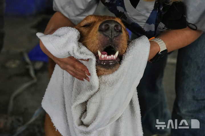 [방콕=AP/뉴시스] 2일(현지 시간) 태국 방콕에서 지진으로 붕괴한 고층 건물 건설 현장 인근에서 구조활동을 마친 구조견이 목욕 후 몸을 닦고 있다. 2025.04.03.