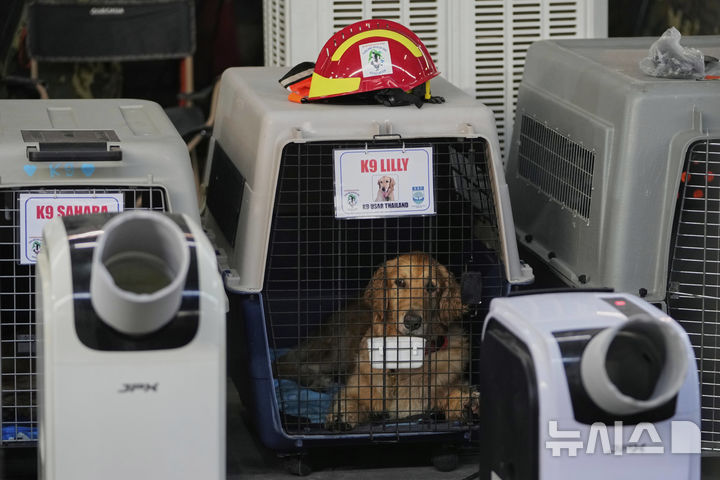 [방콕=AP/뉴시스] 2일(현지 시간) 태국 방콕에서 지진으로 붕괴한 고층 건물 건설 현장 인근에서 구조활동을 마친 구조견이 휴식을 취하고 있다. 2025.04.03.