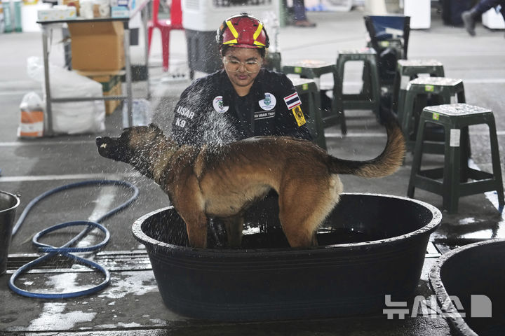 [방콕=AP/뉴시스] 2일(현지 시간) 태국 방콕에서 지진으로 붕괴한 고층 건물 건설 현장 인근에서 구조활동을 마친 구조견이 목욕을 하고 있다. 2025.04.03.