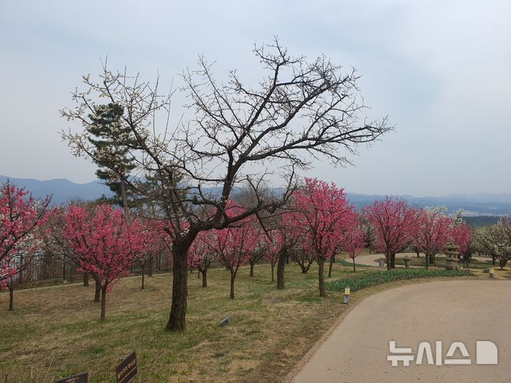 [서울=뉴시스] 변해정 기자 = 매화가 만발한 에버랜드 하늘정원길. 국내 최초의 정원 구독 서비스인 '가든패스'를 구독하면 연간 280일 중 원할 때 지정된 횟수 만큼 방문해 식물을 관람할 수 있다. photo@newsis.com