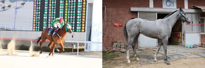 [부산=뉴시스] 제21회 KRA컵 마일 대상경주 우승 후보로 꼽히는 (왼쪽부터) 오아시스블루와 벌마의엔젤. (사진=렛츠런파크 부산경남 제공) 2025.04.03. photo@newsis.com *재판매 및 DB 금지
