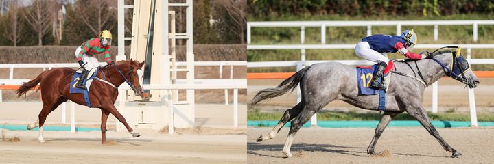 [부산=뉴시스] 제21회 KRA컵 마일 대상경주 우승 후보로 꼽히는 (왼쪽부터) 찬페이머스와 캡틴피케이. (사진=렛츠런파크 부산경남 제공) 2025.04.03. photo@newsis.com *재판매 및 DB 금지